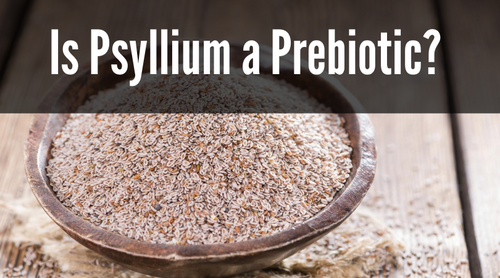 Is Psyllium a Prebiotic?
