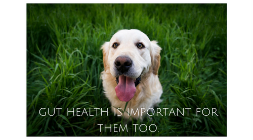 Dogs Have Gut Health Problems, Too