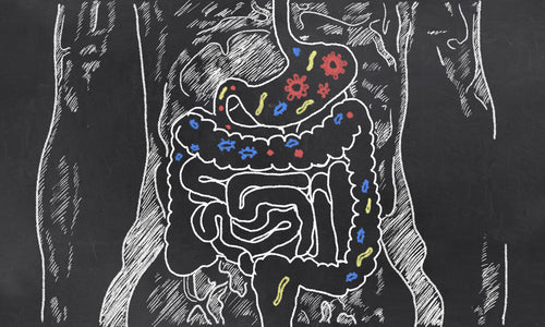 Prebiotics vs. Probiotics: What’s the Difference?