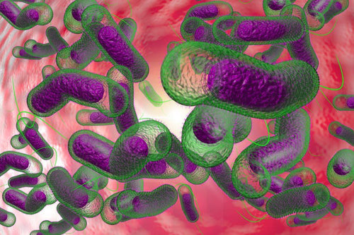 A Primer on the Microbiome: What Is It and How Does It Benefit Our Health?