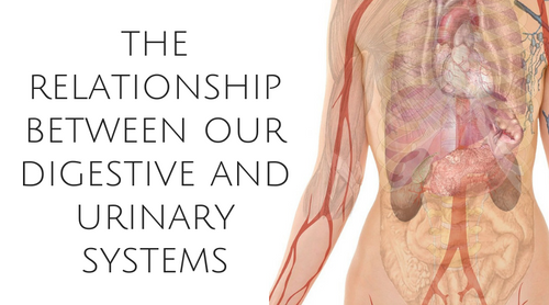 The Relationship Between Our Digestive and Urinary Systems