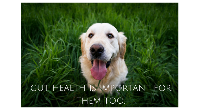 Dogs Have Gut Health Problems, Too