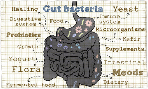 What Is the Gut-Brain Connection?