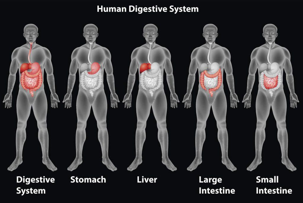 Fiber Deprivation Turns the Gut Microbiota against the Gut Barrier